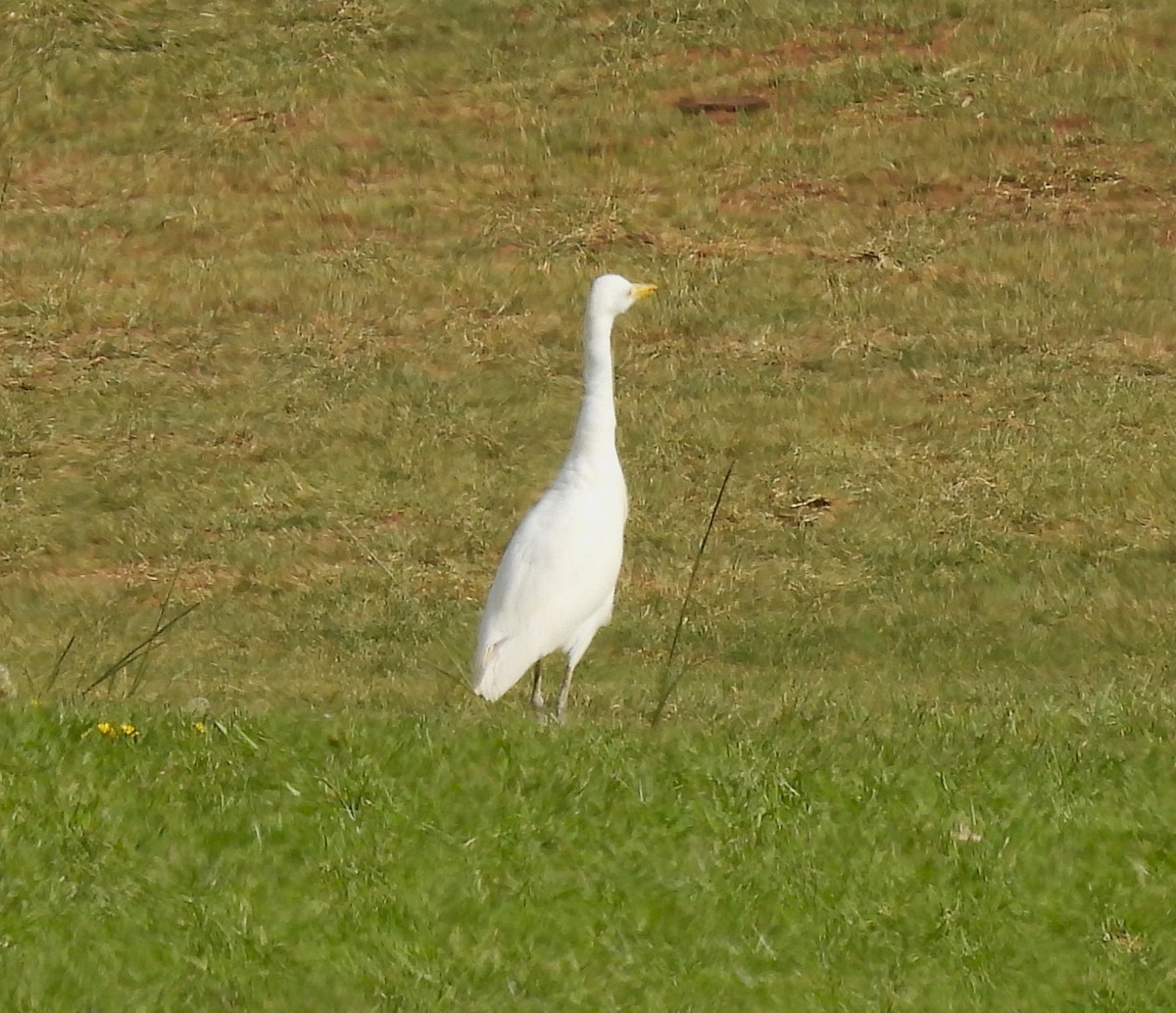 Great Egret - ML645008291