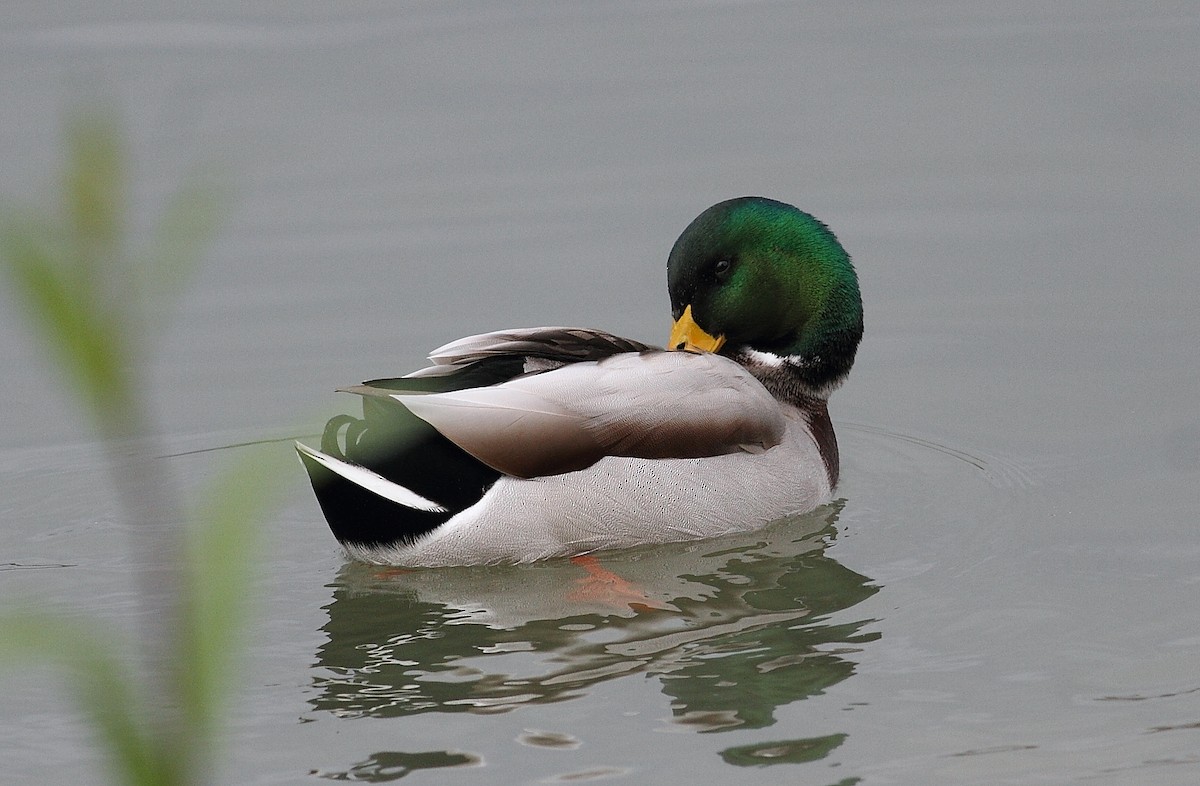 kachna divoká - ML645008300