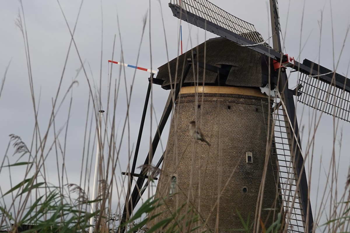 Соловьиная широкохвостка - ML645008304