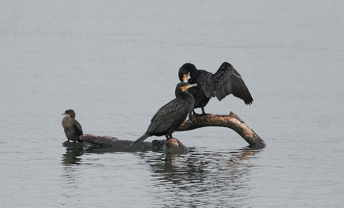 kormorán velký - ML645008306