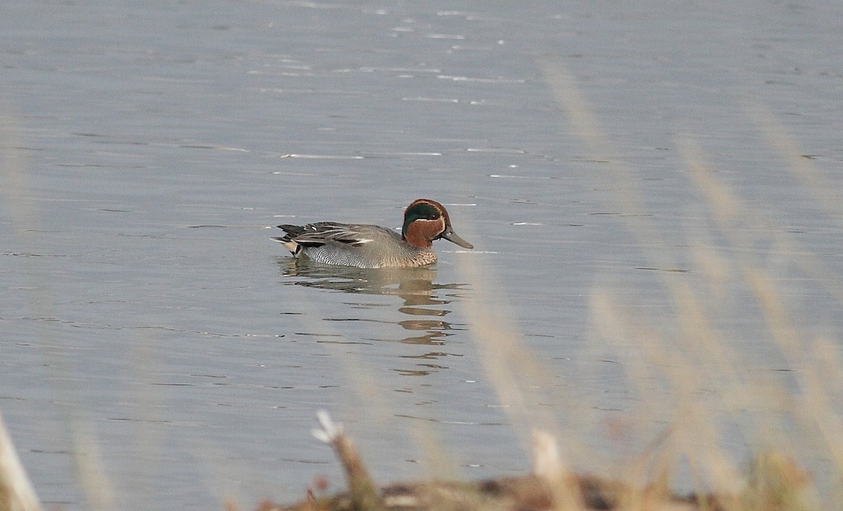 čírka obecná - ML645008310