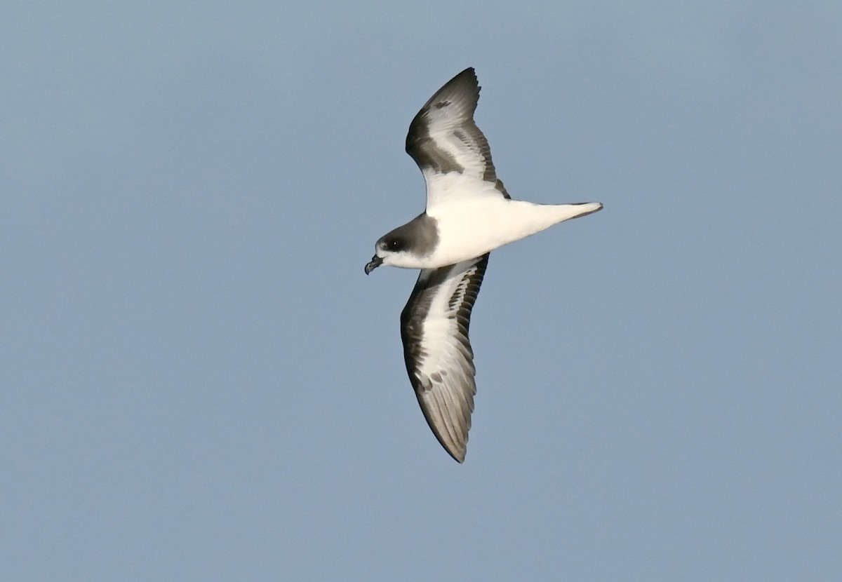 Bermuda Petrel - ML645008314