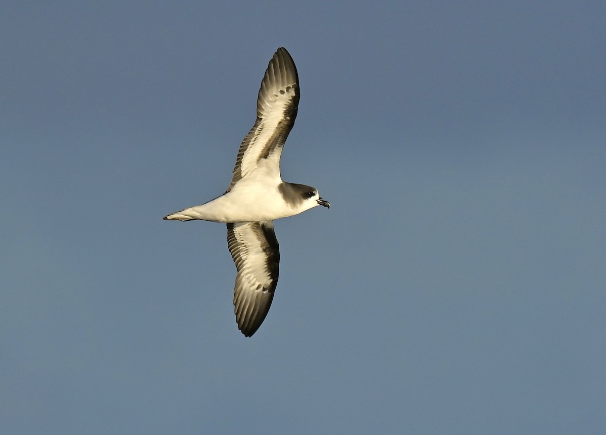 Bermuda Petrel - ML645008315