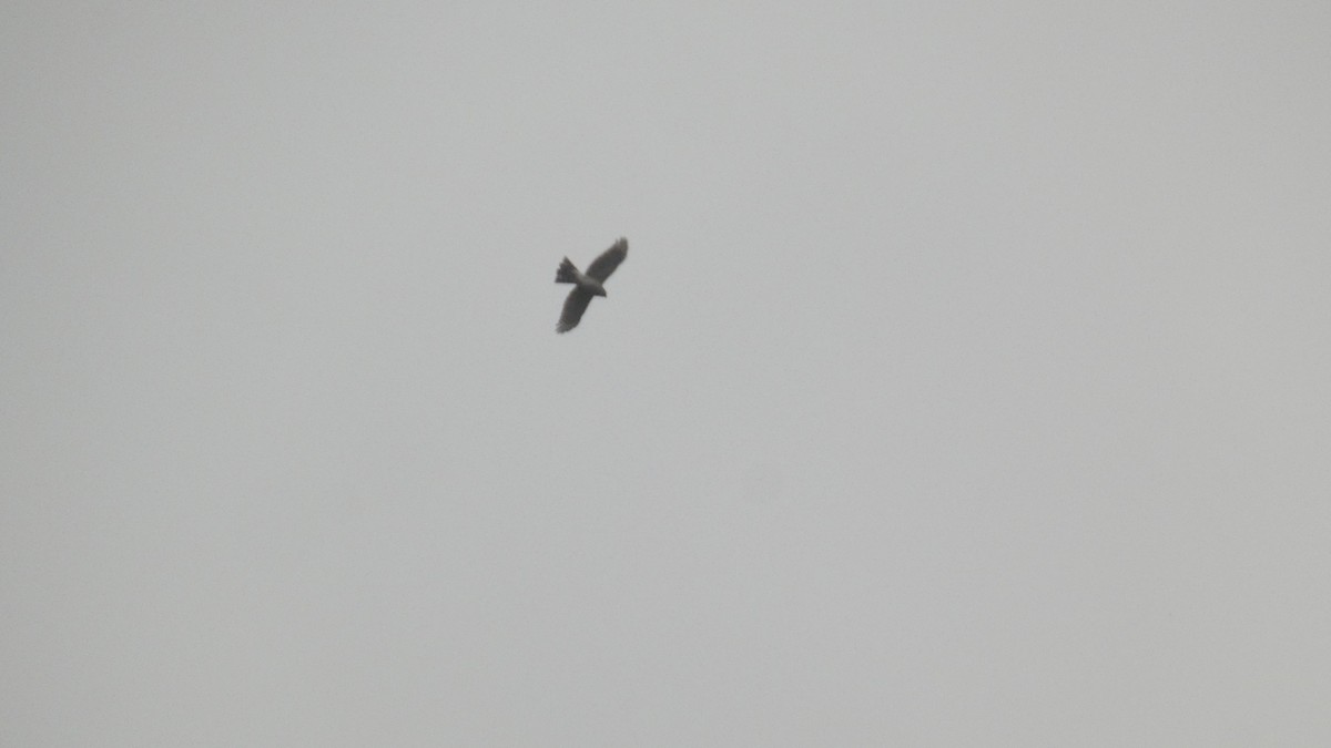 Яструб неоарктичний - ML645008316