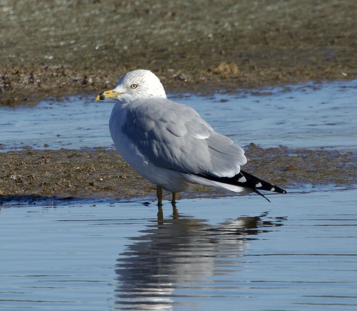 Ring-billed Gull - ML645008320