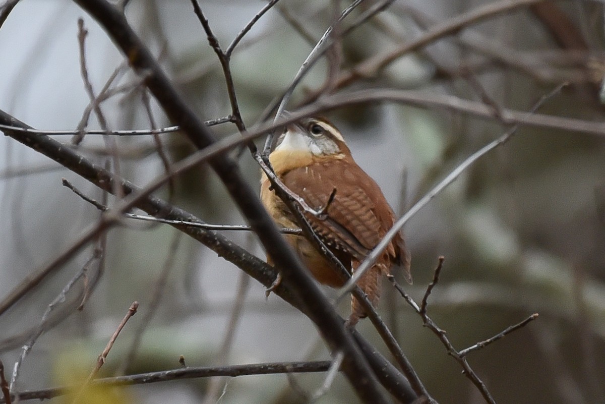 Carolina Wren - ML645008325