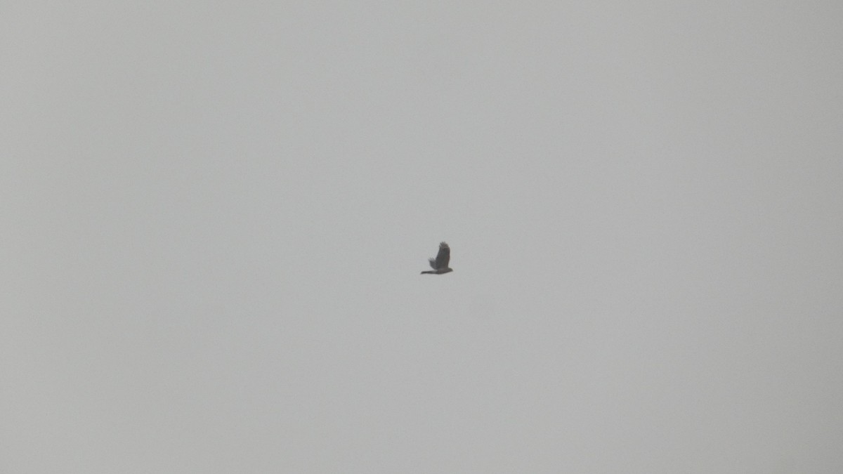 Яструб неоарктичний - ML645008331