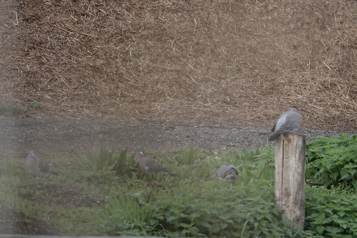 Вяхирь - ML645008344