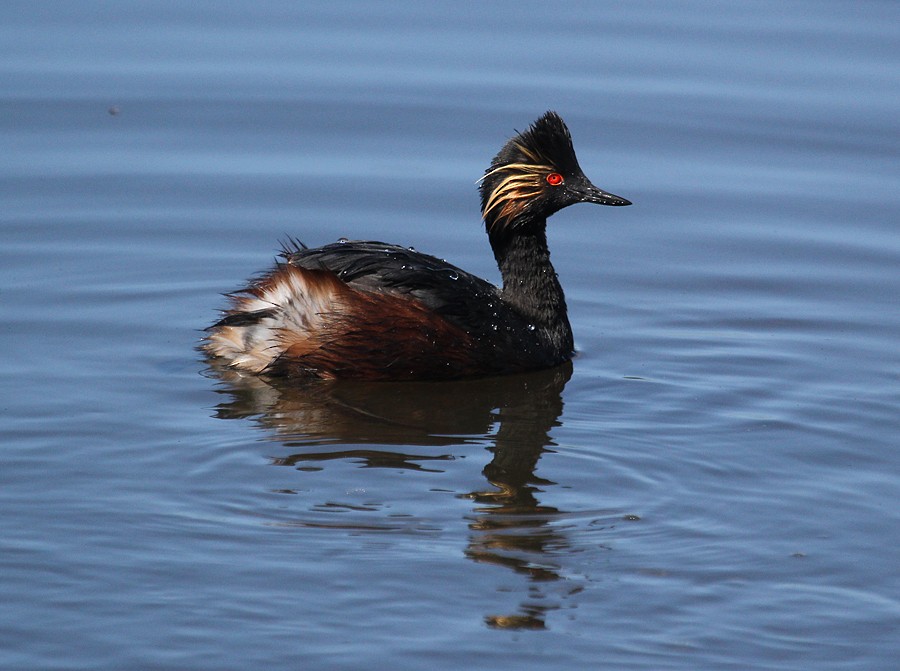 potápka černokrká - ML645008352
