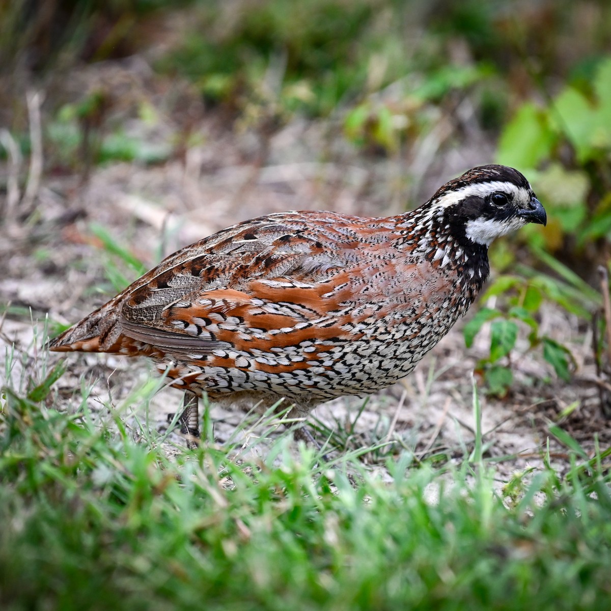 Colino della Virginia - ML645008378