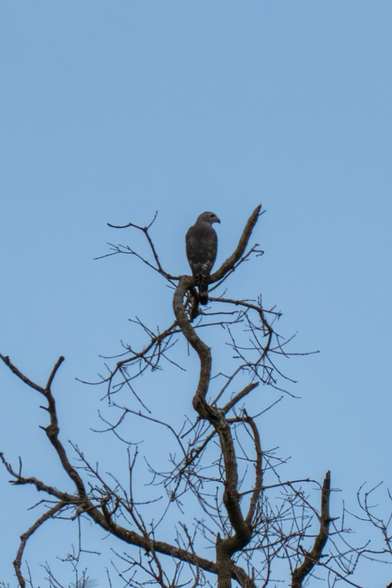 Lizard Buzzard - ML645008380