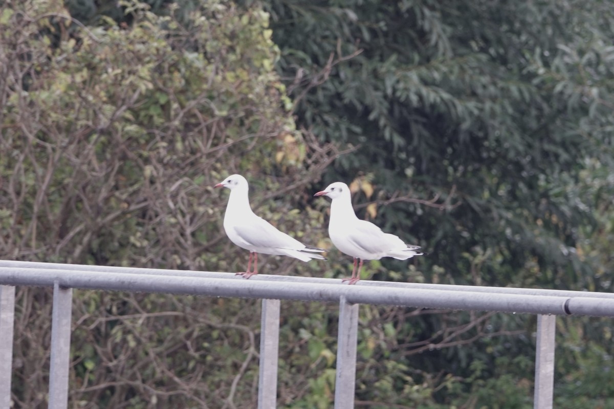 Озёрная чайка - ML645008383