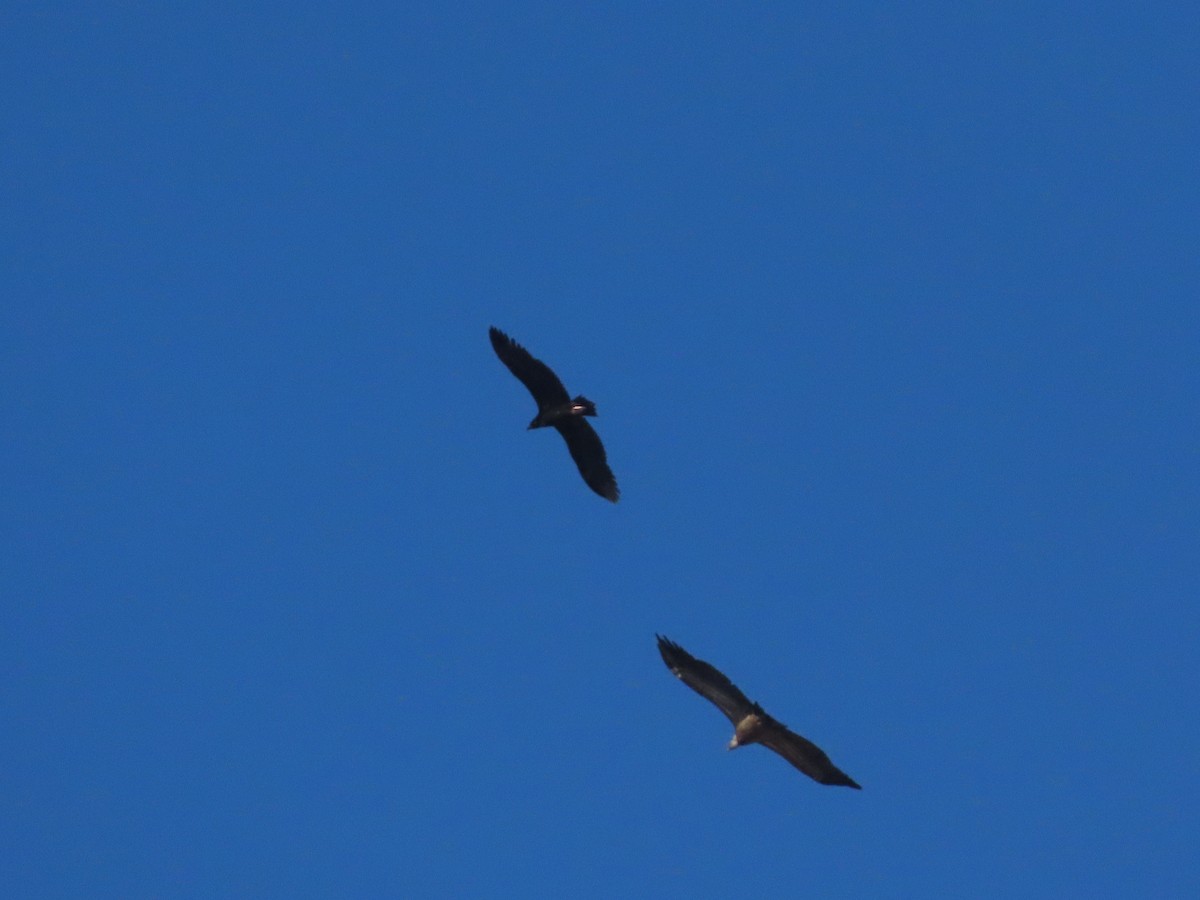 sup hnědý - ML645008392