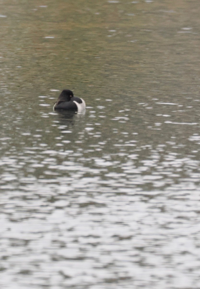 環頸潛鴨 - ML645008396