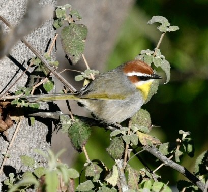 Rufous-capped Warbler - ML645008397
