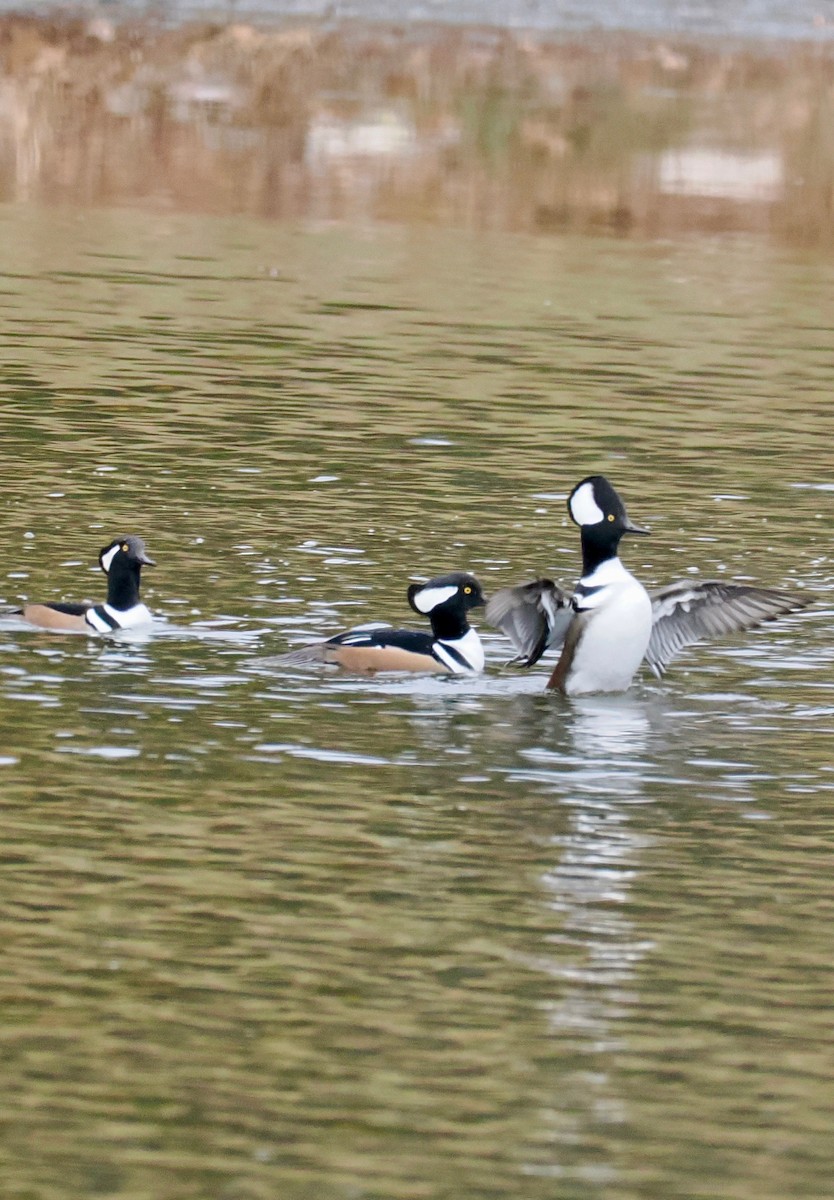 Hooded Merganser - ML645008403