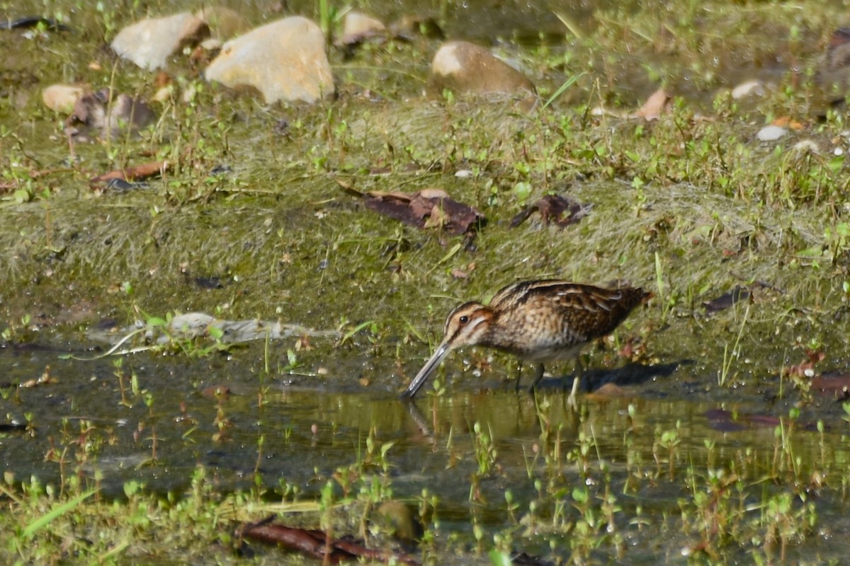 Wilson's Snipe - ML645008411