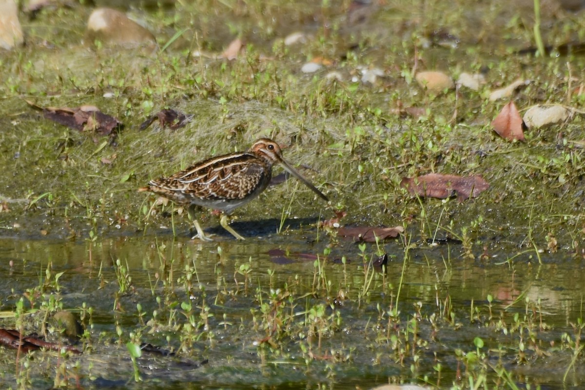 Wilson's Snipe - ML645008412