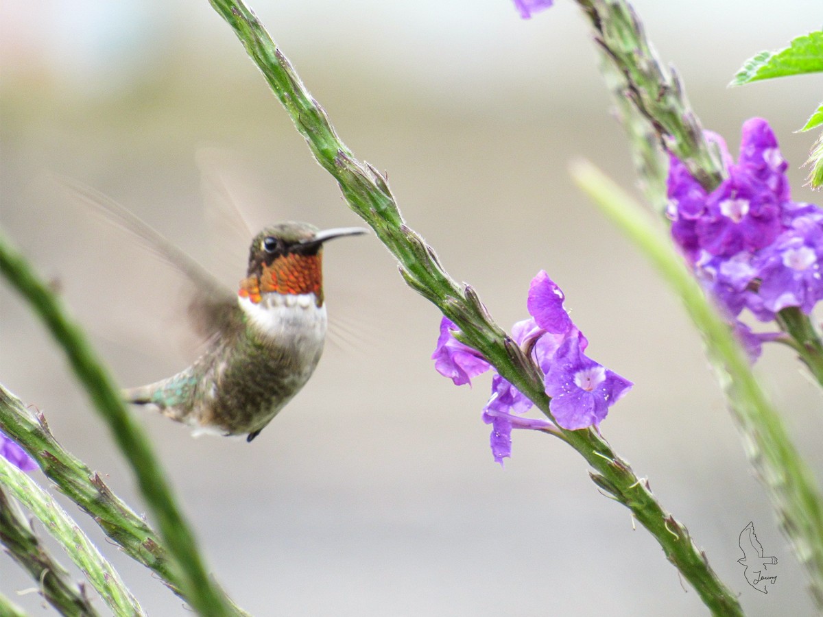 Колібрі рубіновогорлий - ML645008413