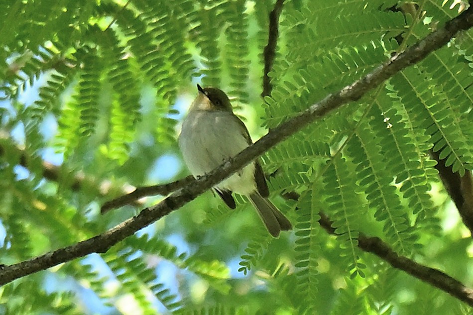 Bay-ringed Tyrannulet - ML645008418
