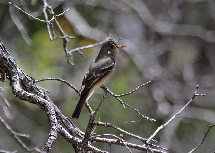Greater Pewee - ML645008419
