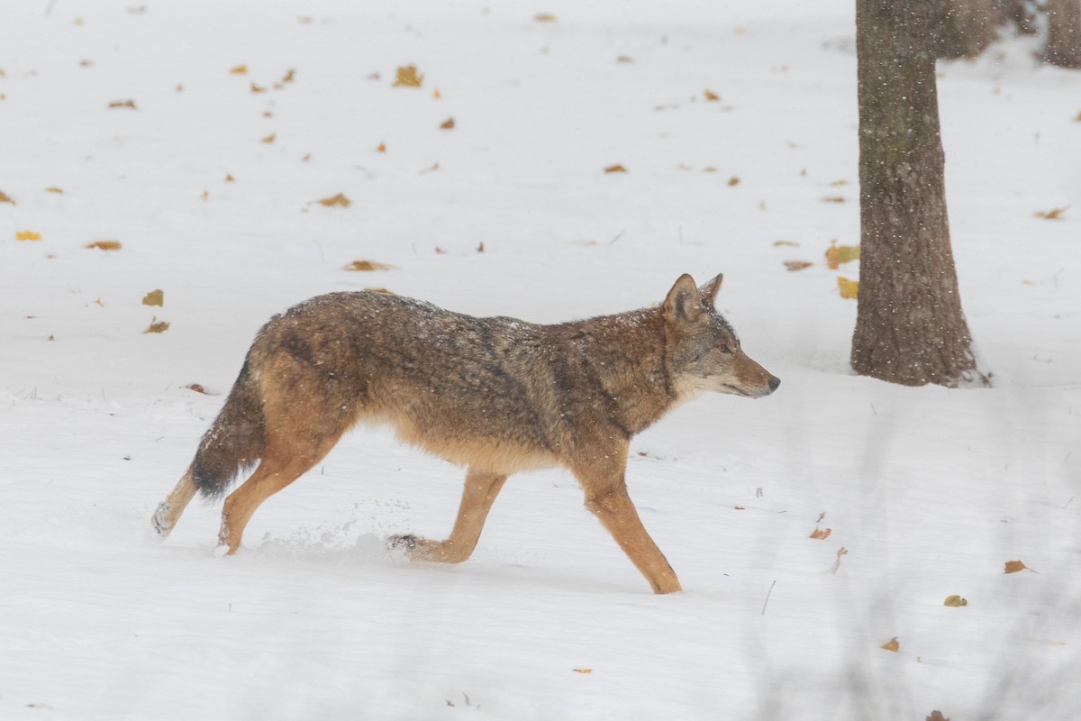 Coyote - ML645008424