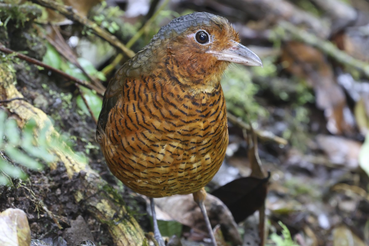 Giant Antpitta - ML645008425
