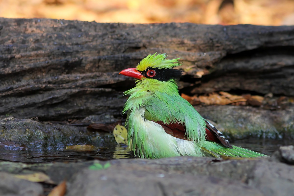 Common Green-Magpie - ML645008432