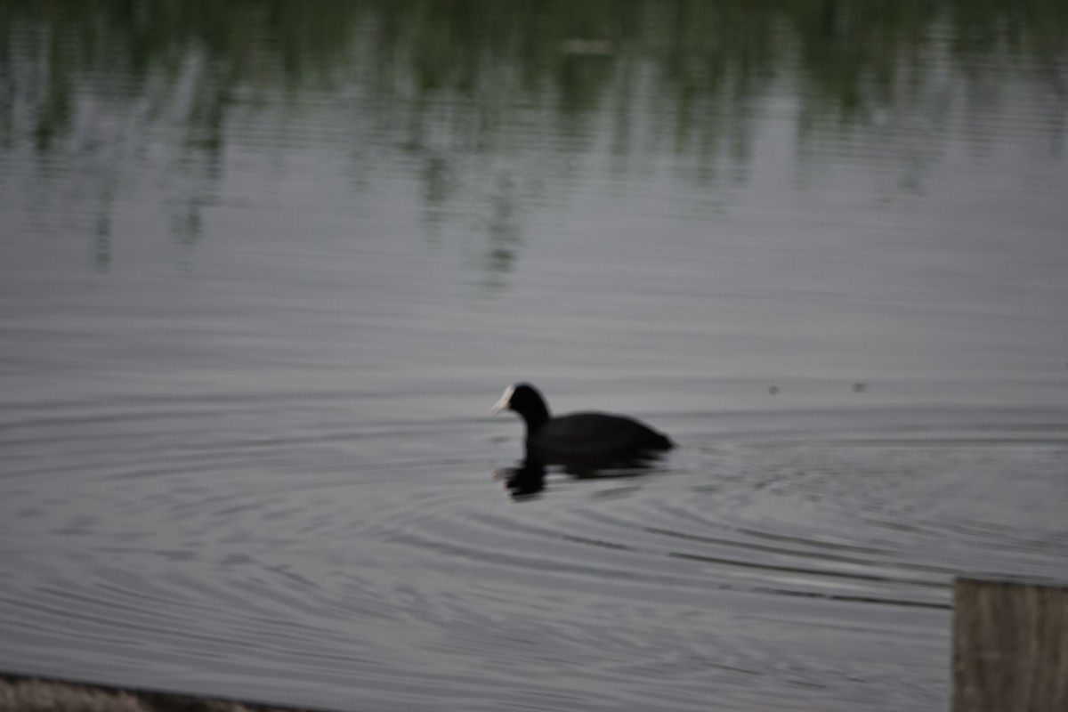 Лысуха - ML645008434