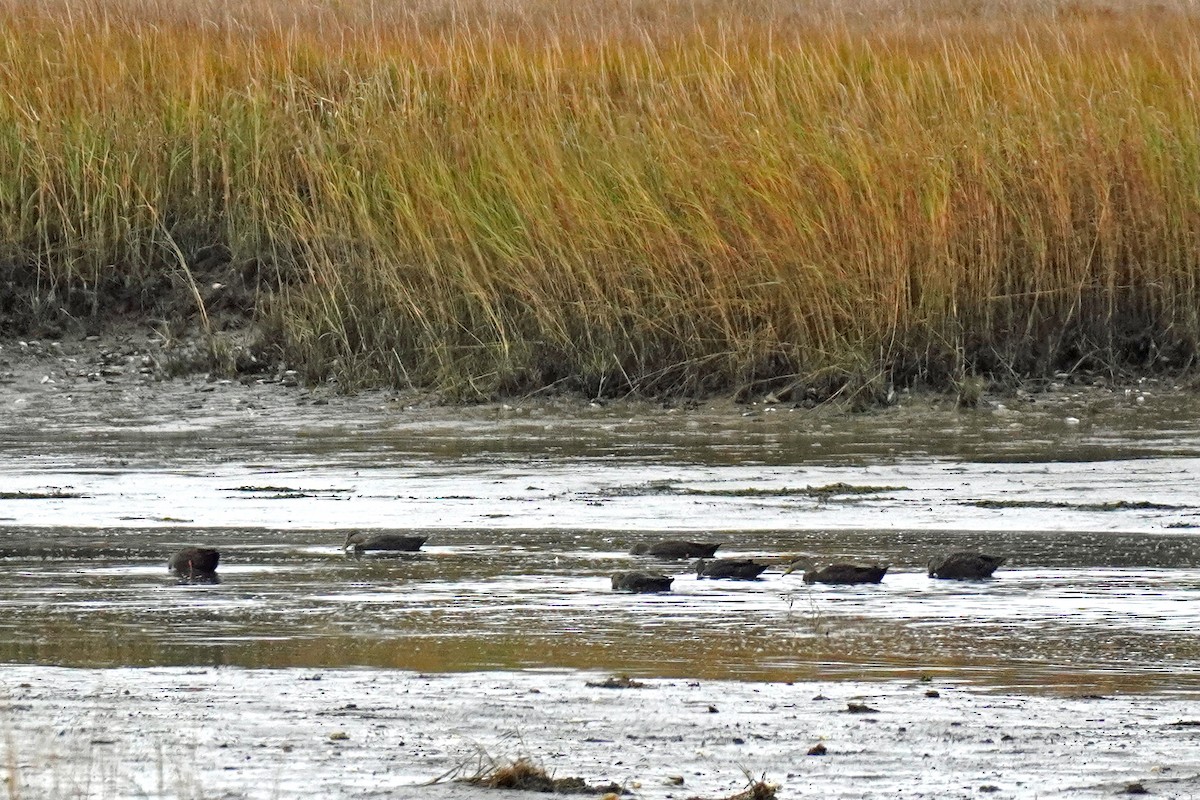 Ahate iluna - ML645008438