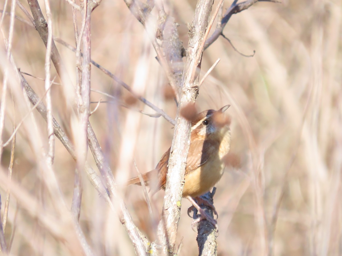 Carolina Wren - ML645008440