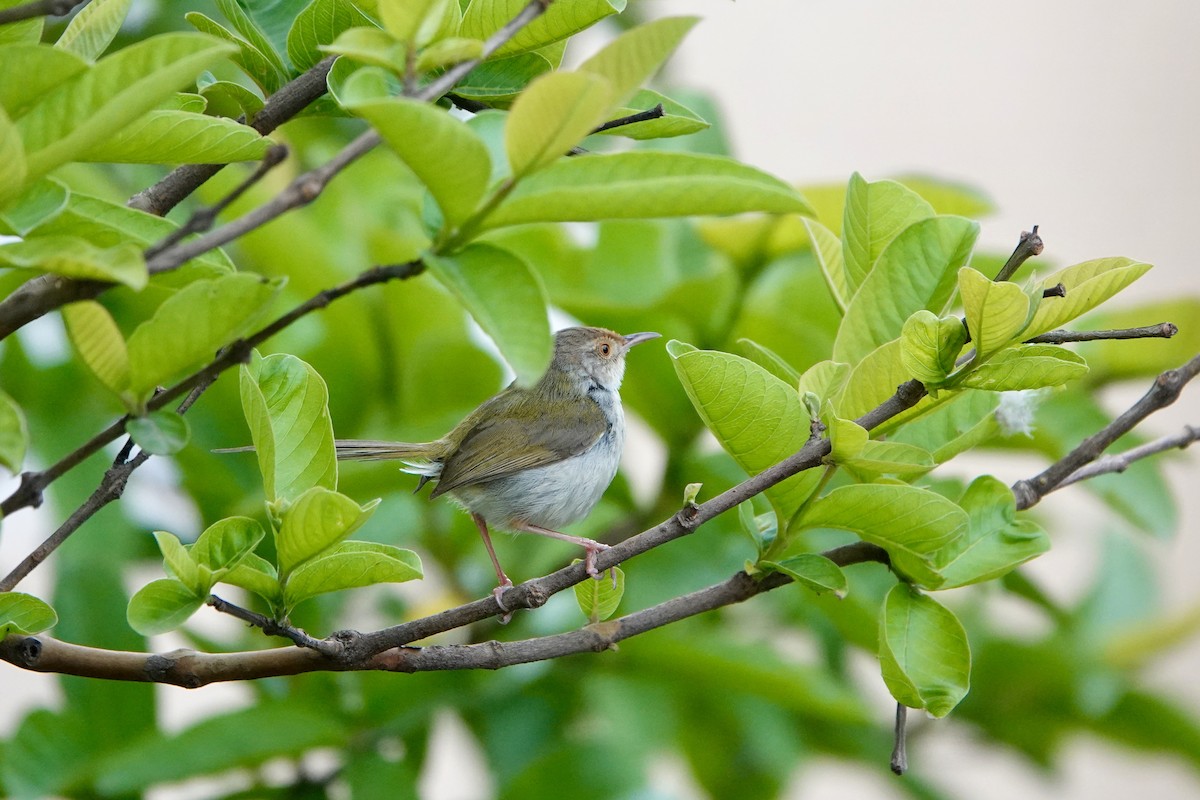 Common Tailorbird - ML645008448