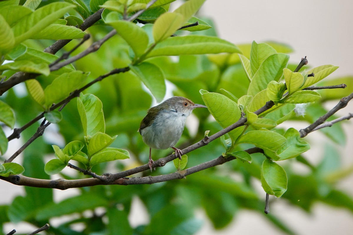 Common Tailorbird - ML645008449