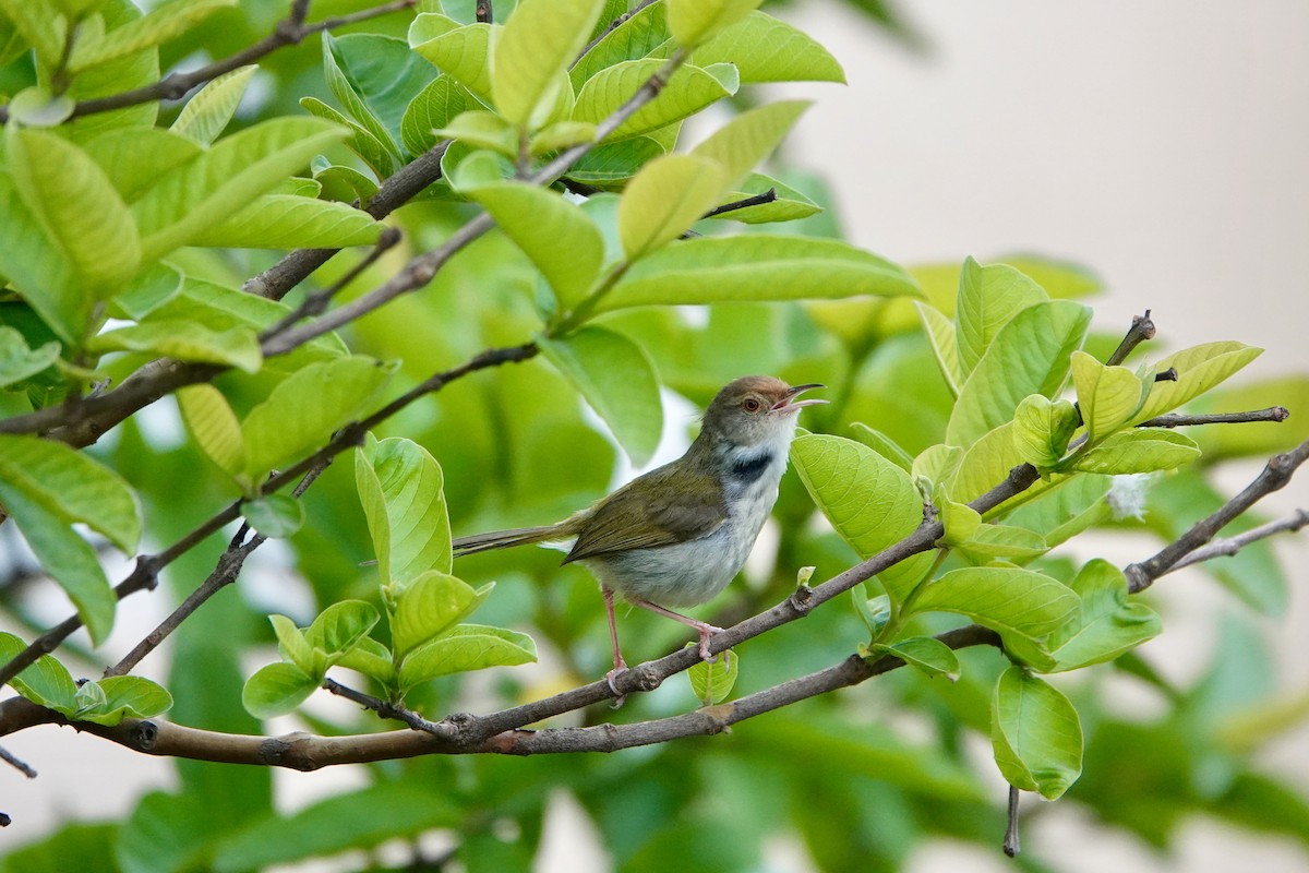Common Tailorbird - ML645008450