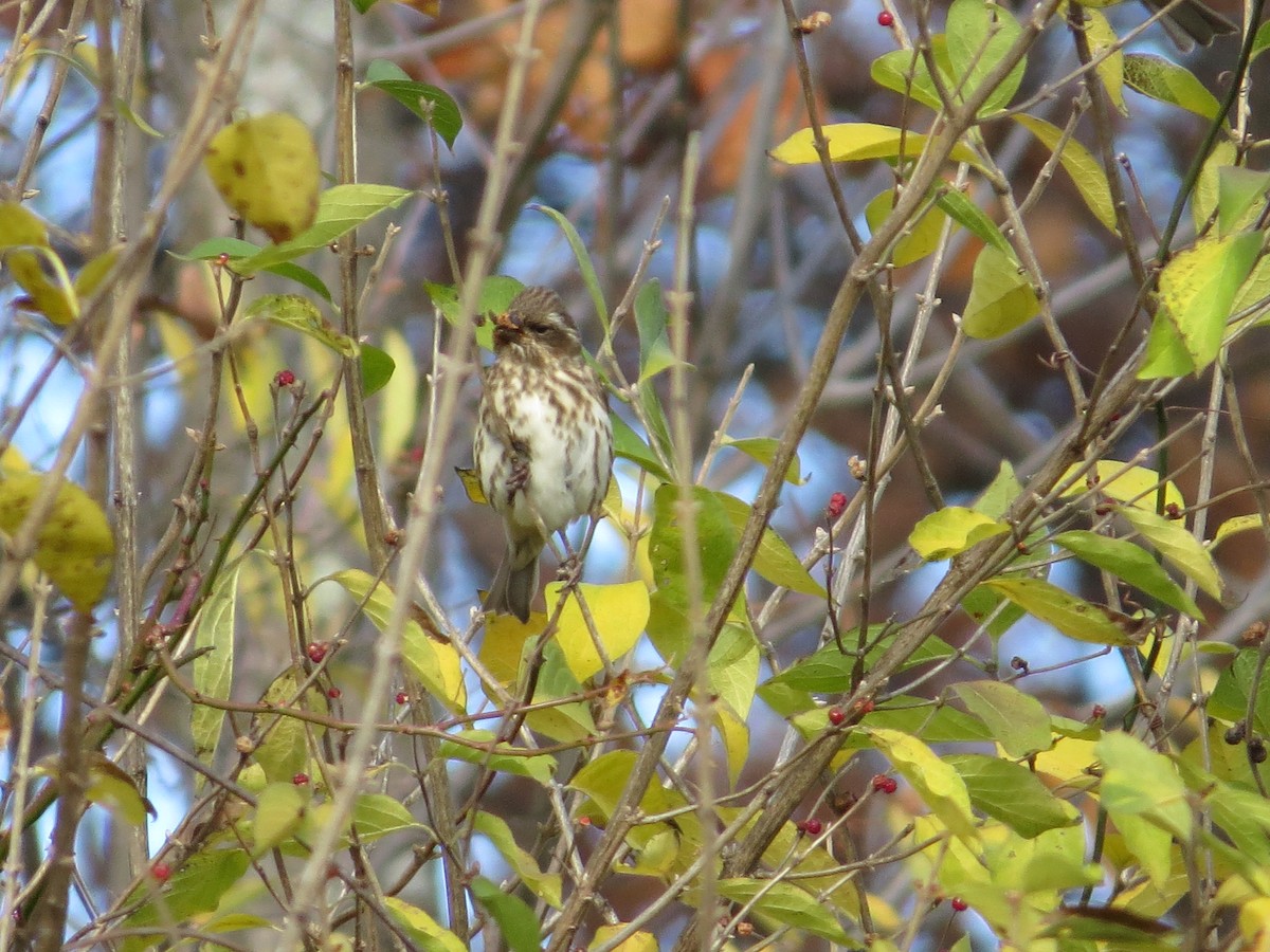Purple Finch - ML645008451