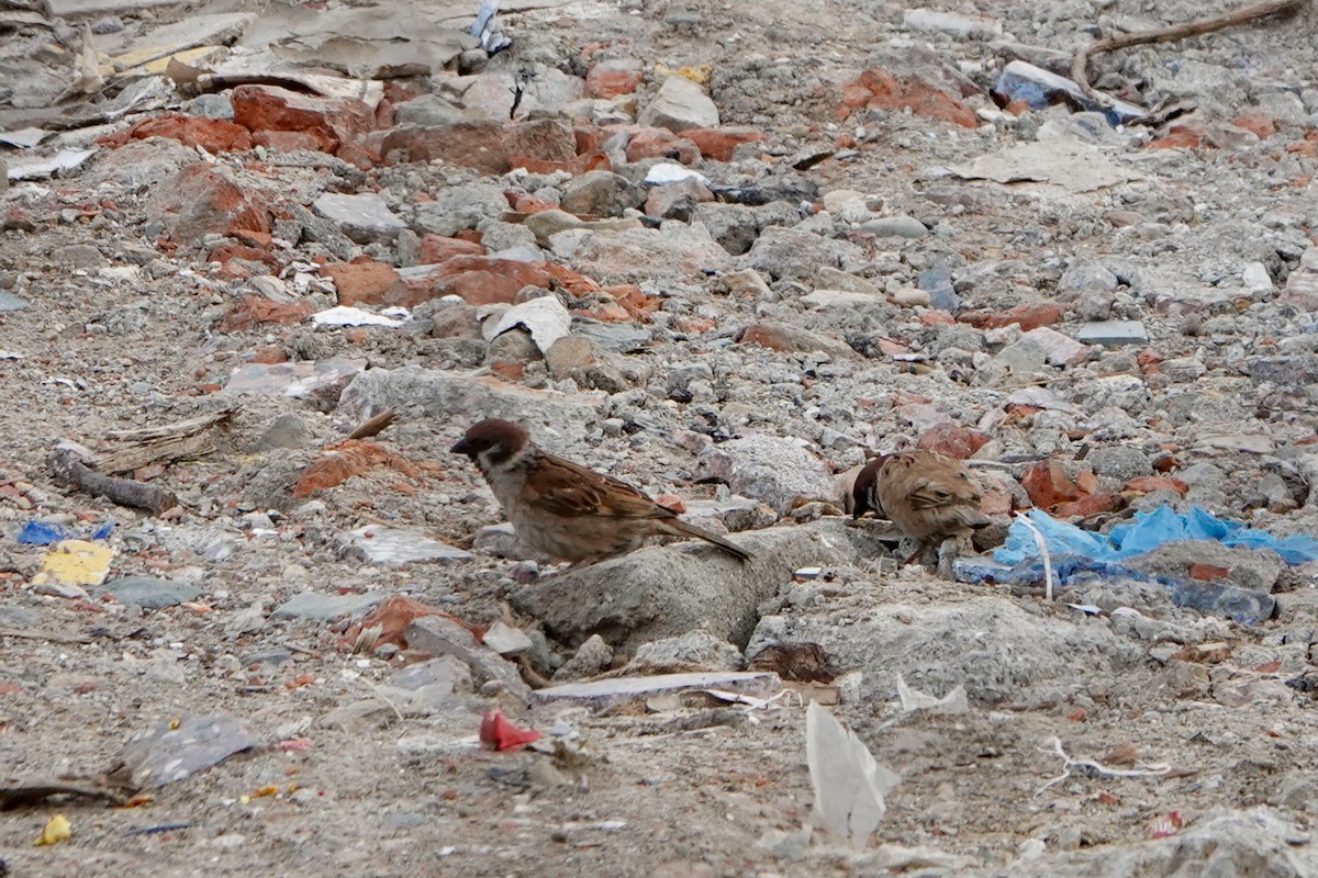 Eurasian Tree Sparrow - ML645008472