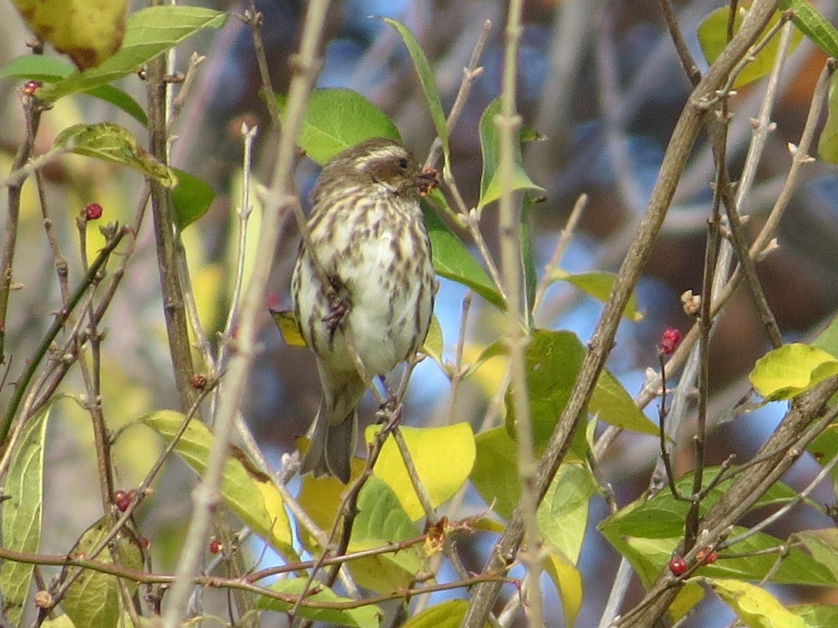 Purple Finch - ML645008477
