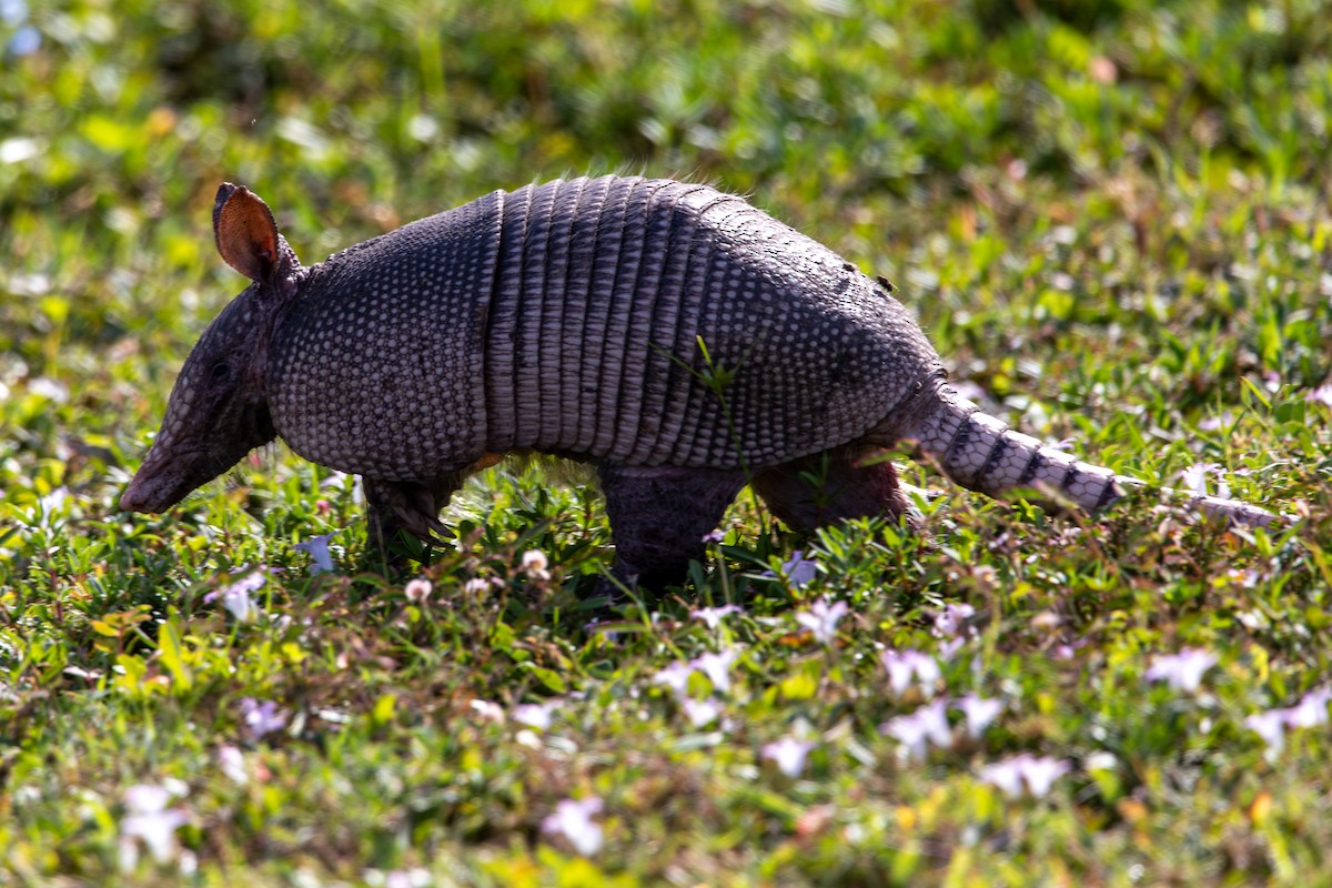 Nine-banded Armadillo - ML645008484