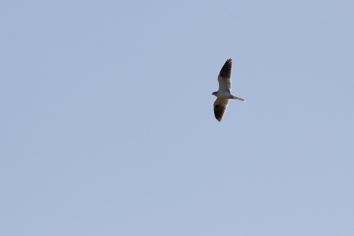 White-tailed Kite - ML645008488