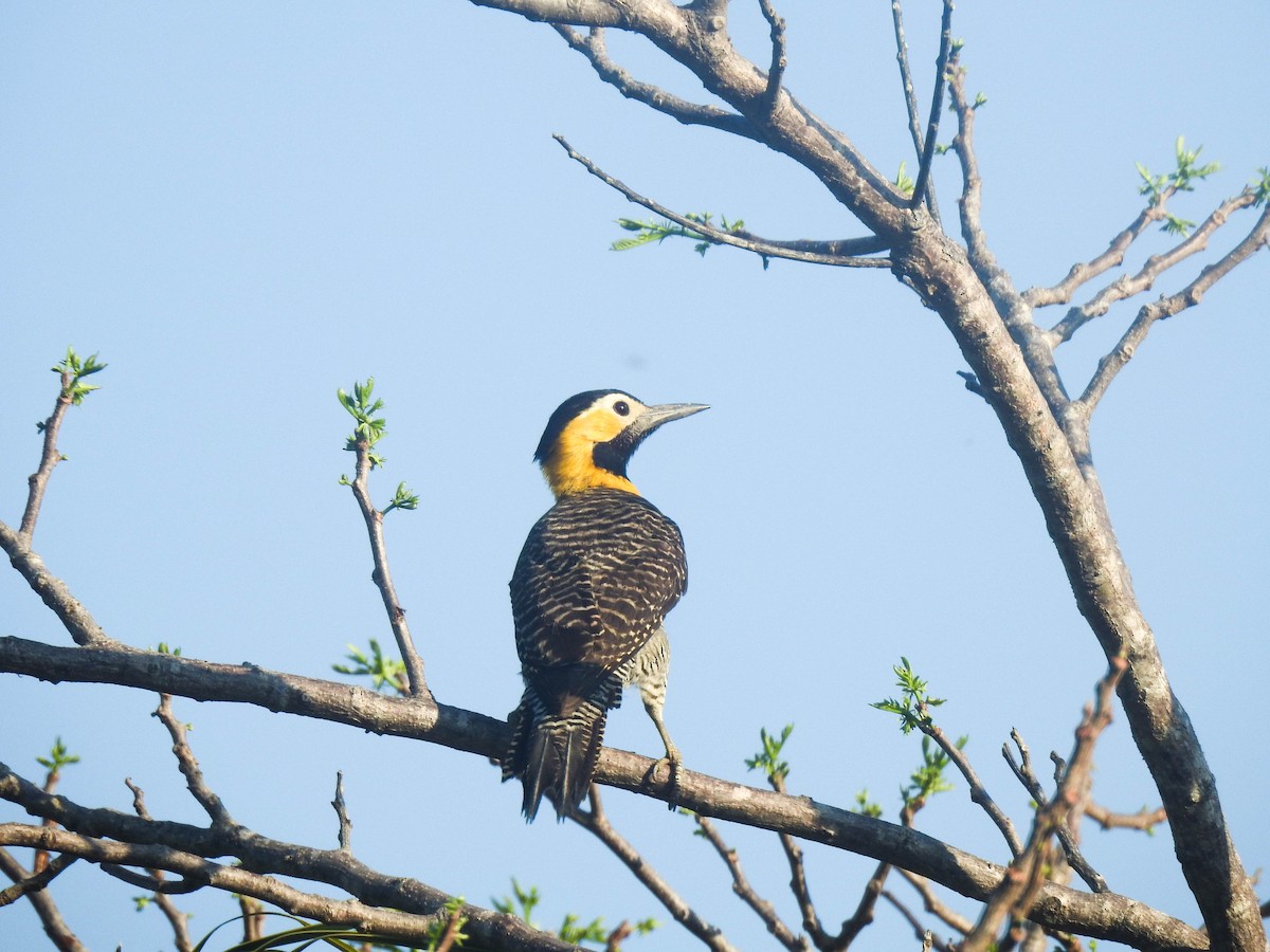 Campo Flicker - ML645008500