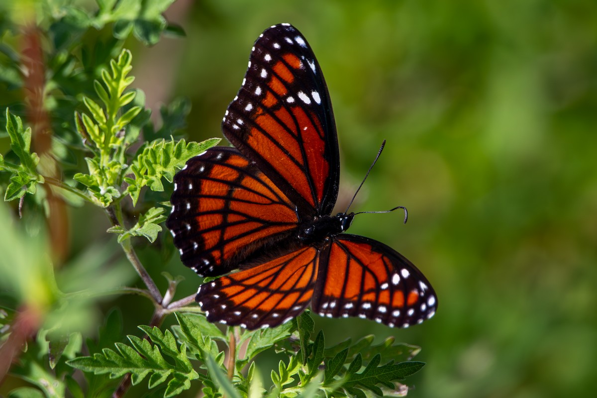 Viceroy - ML645008533