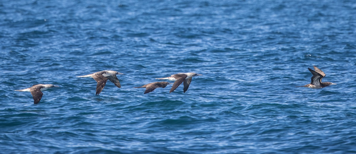 Cocos Booby - ML645008535