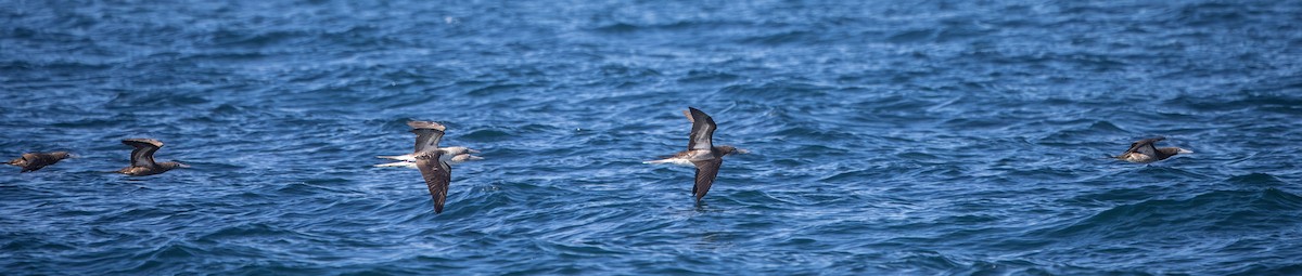 Cocos Booby - ML645008537