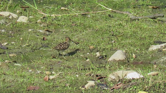 Wilson's Snipe - ML645008552