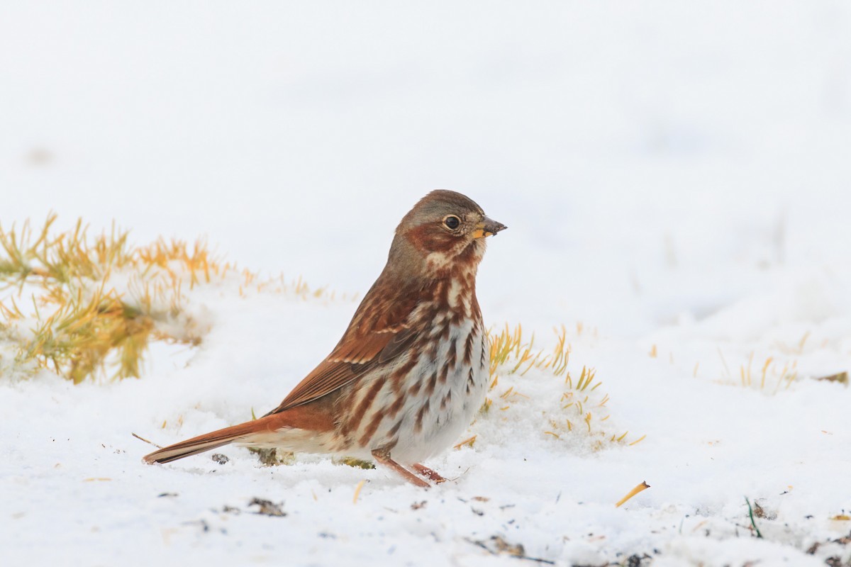 Fox Sparrow - ML645008571