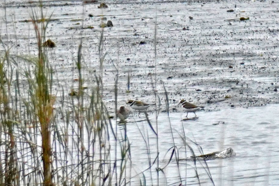Semipalmated Plover - ML645008578