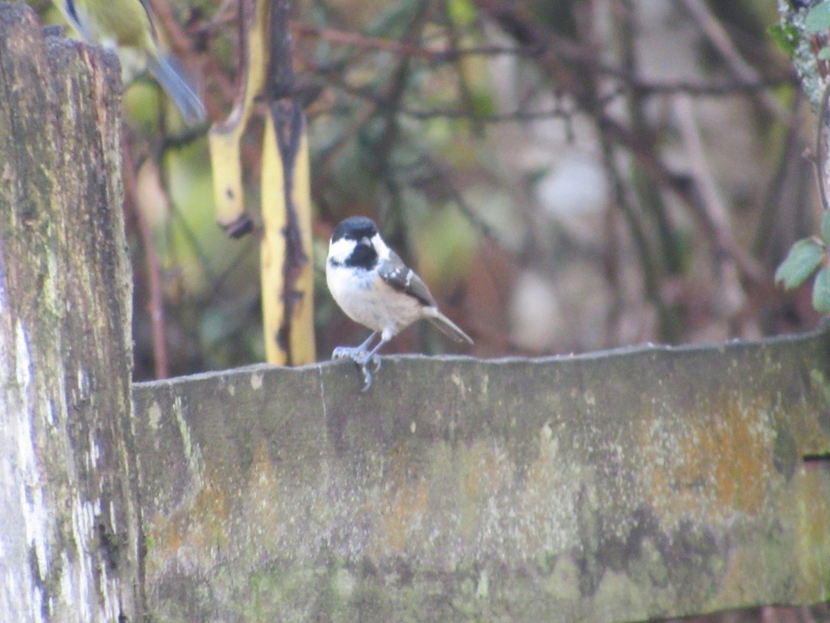 Coal Tit - ML645008589