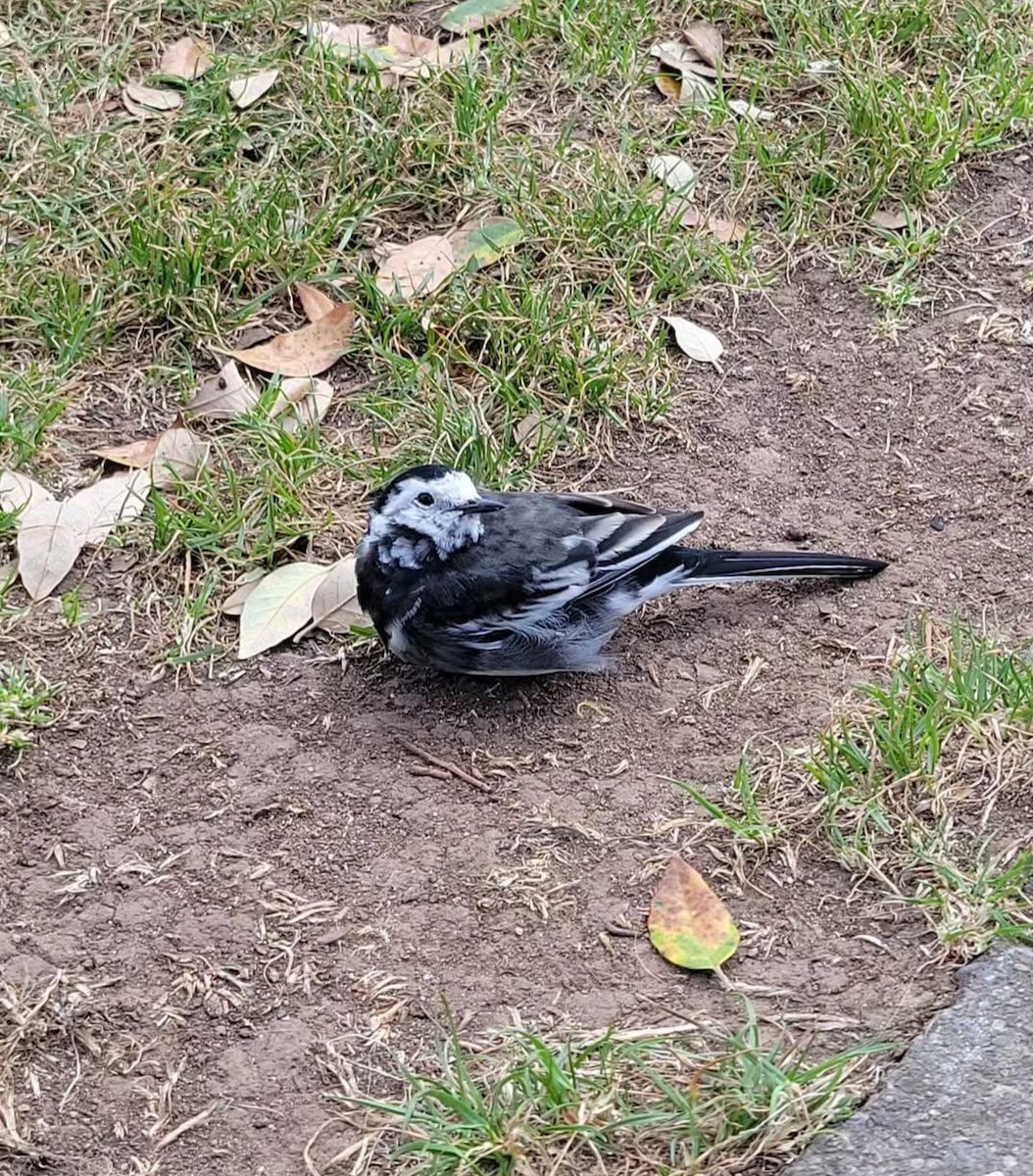 White Wagtail - ML645008594