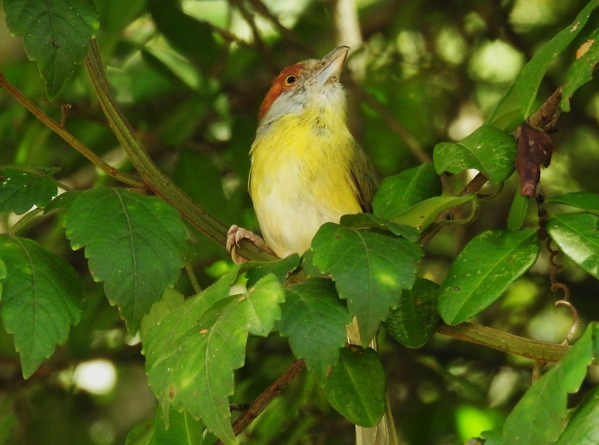 Віреон рудобровий - ML645008596