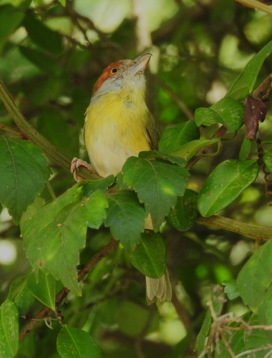 Віреон рудобровий - ML645008597